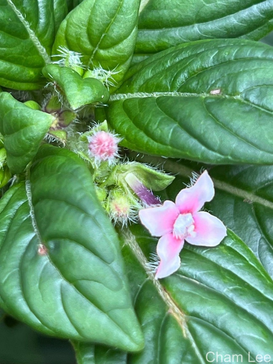 Knoxia platycarpa var. hirsuta (Arn.) Thwaites